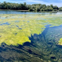 Rhinaissance : Entre le Taubergiessen et l'île de Rhinau, le Rhin peut être revalorisé écologiquement