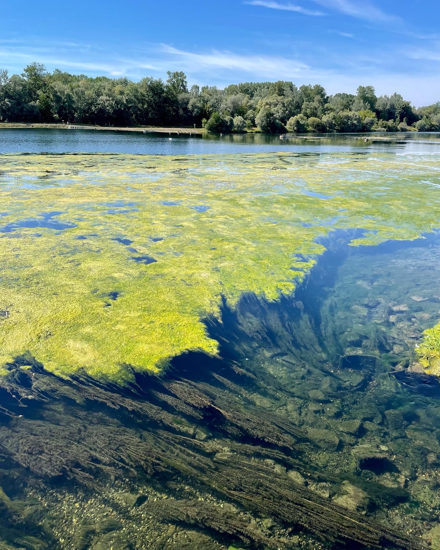 Rhinaissance : Entre le Taubergiessen et l’île de Rhinau, le Rhin peut être revalorisé écologiquement