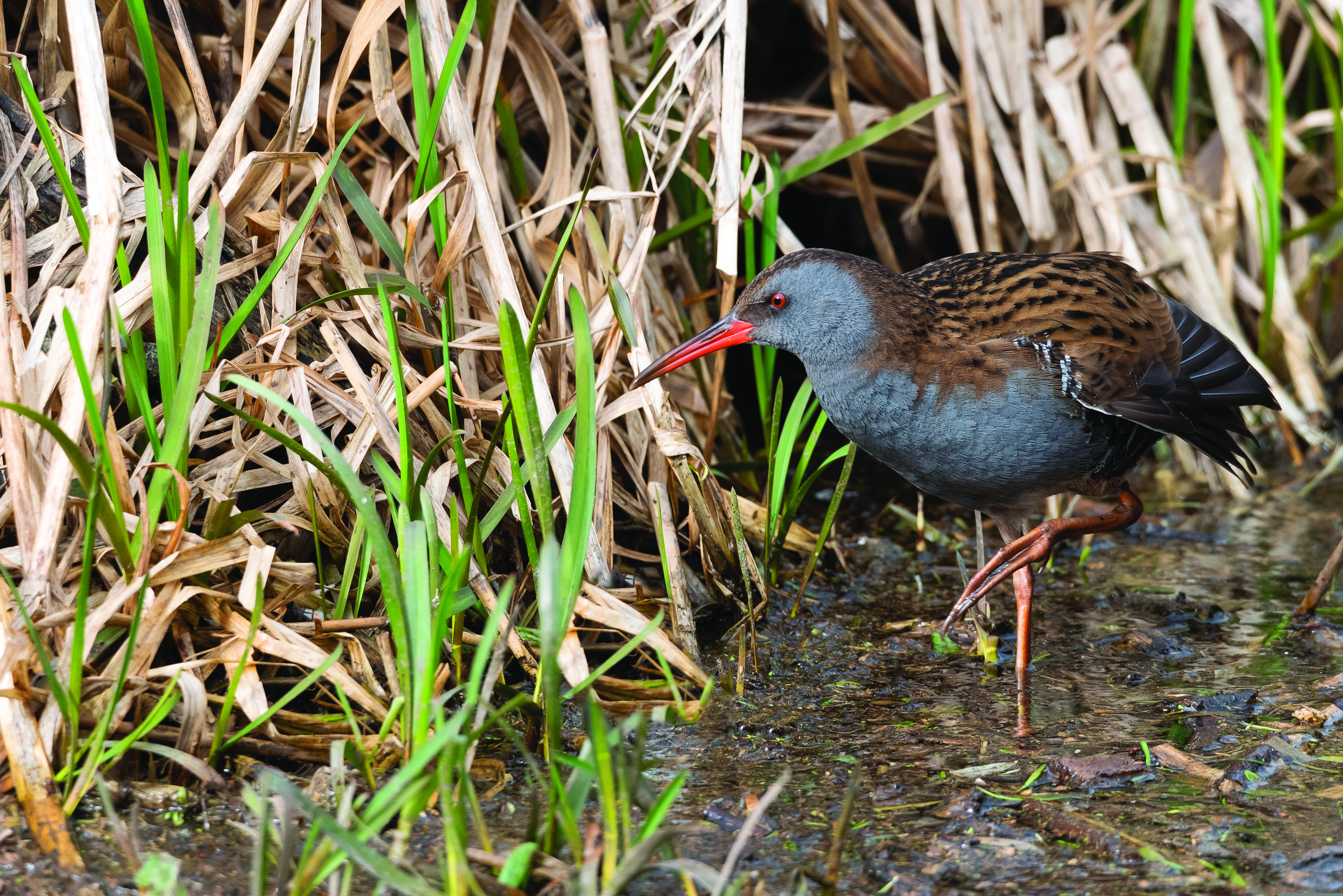 Biodiversité Protection de 6 six espèces animales menacées dans la zone Ramsar du Rhin supérieur