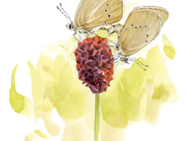 Espèces animales en danger