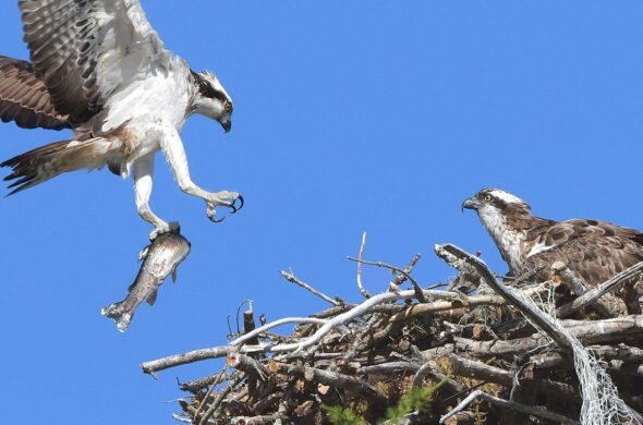 Préserver et développer la population nicheuse de balbuzards pêcheurs dans la zone du Rhin supérieur