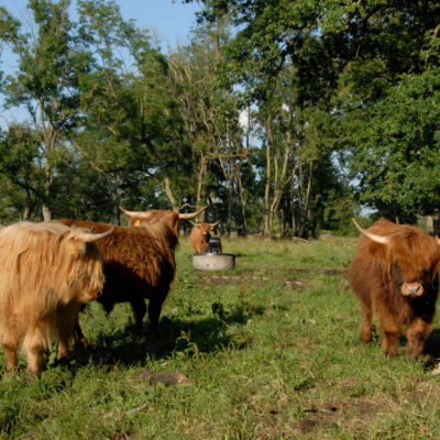 Biodiv’pâture : Conservation par le pâturage extensif des espèces et des habitats menacés dans la zone Ramsar du Rhin supérieur