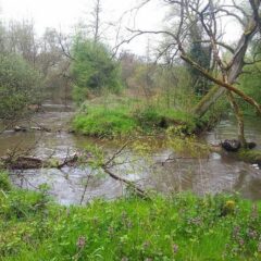 PAWENA (Palatinat Alsace Wasser Eau Nature)