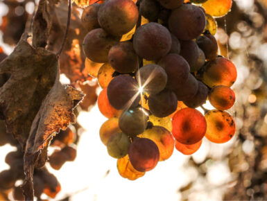 WiVitis : Des vignes résilientes face au changement climatique