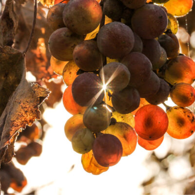 WiVitis : Des vignes résilientes face au changement climatique