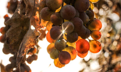 Des vignes résilientes face au changement climatique