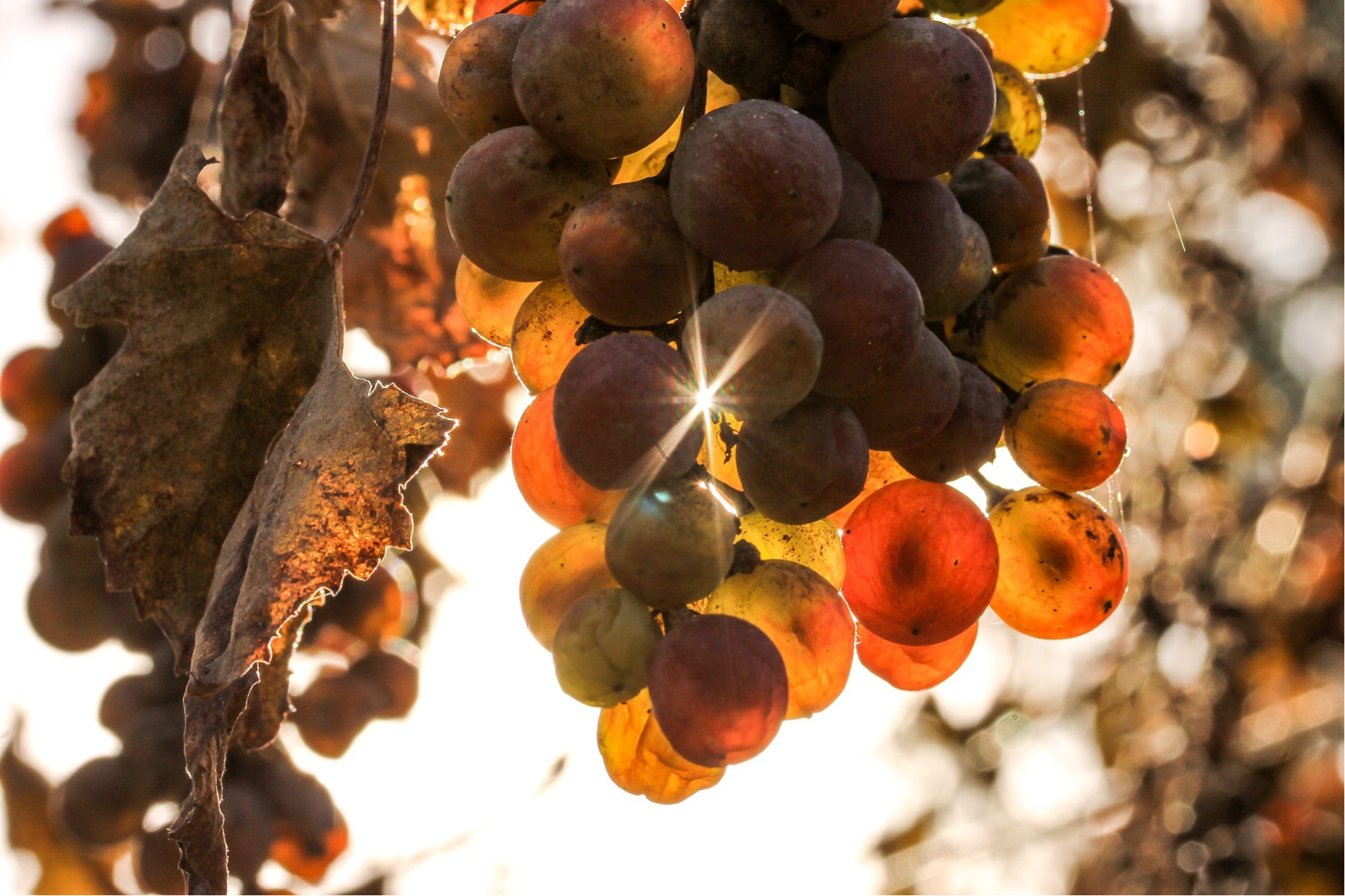 Des vignes résilientes face au changement climatique