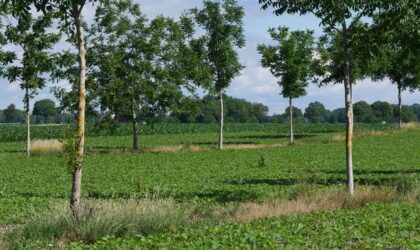 Stratégies d’adaptation des grandes cultures au changement climatique et leur contribution à son atténuation sur le territoire du Rhin supérieur