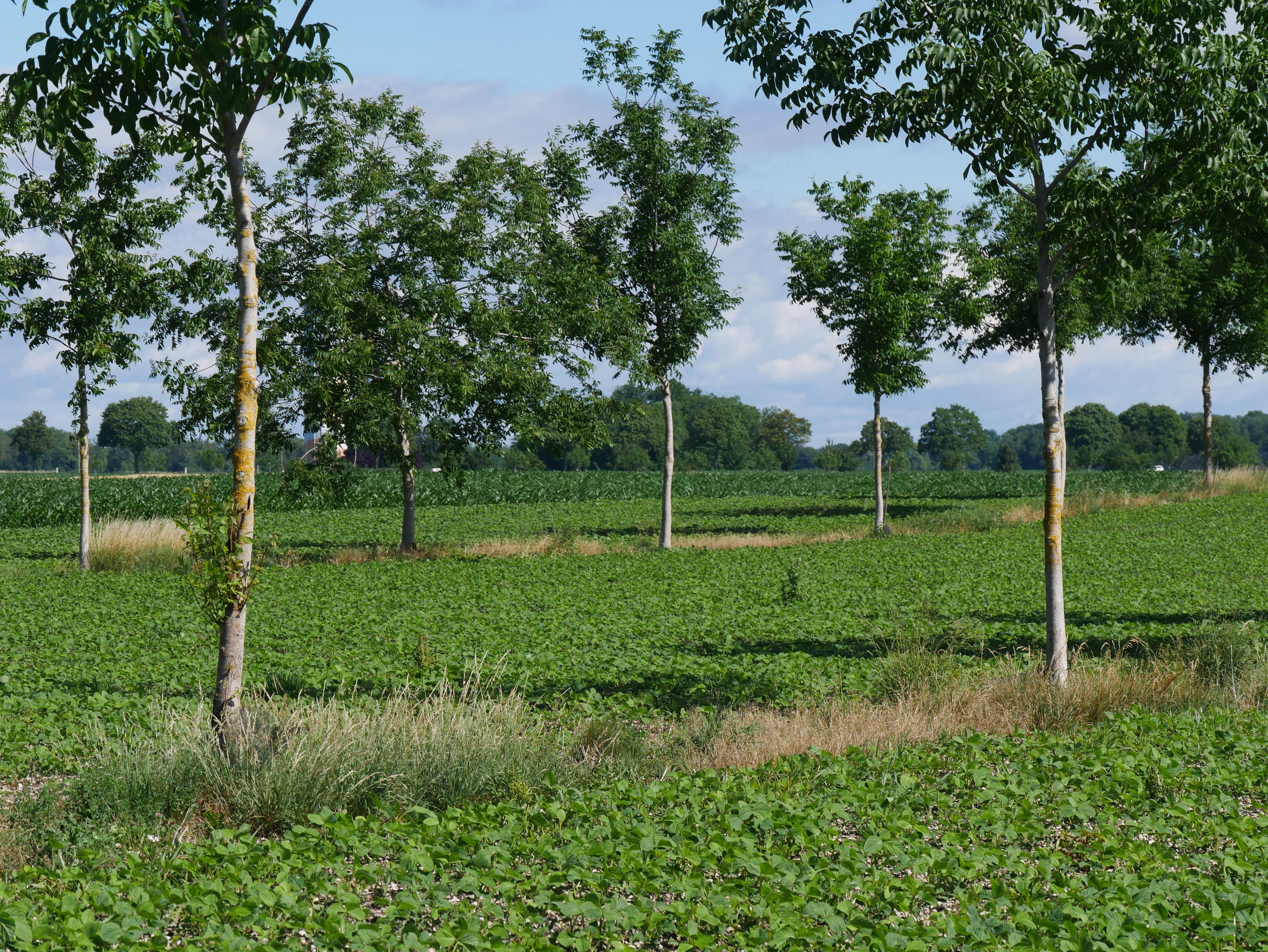Stratégies d’adaptation des grandes cultures au changement climatique et leur contribution à son atténuation sur le territoire du Rhin supérieur