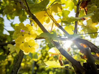 KliWiReSSE : Variétés de vigne avec résilience climatique pour la protection du rendement