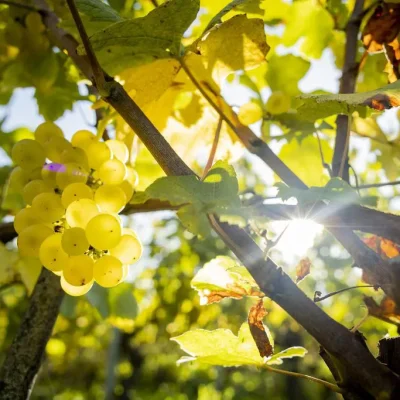 KliWiReSSE : Variétés de vigne avec résilience climatique pour la protection du rendement