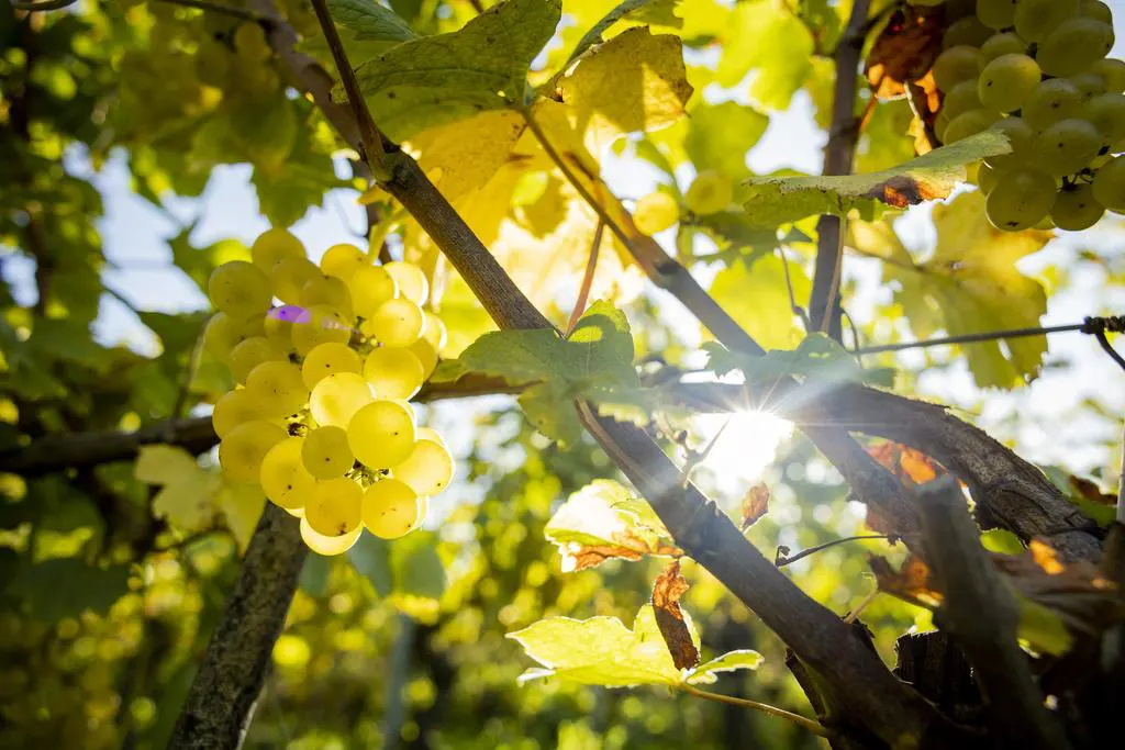 Variétés de vigne avec résilience climatique pour la protection du rendement