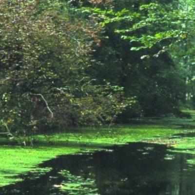 Optimisation du rôle de la forêt dans la protection des petits cours d’eau et des zones humides