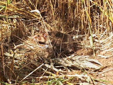 CRICETUS : Protection du hamster d'Europe et de la biodiversité des paysages agricoles du Rhin Supérieur