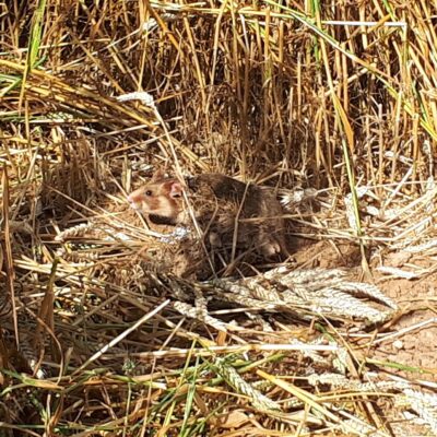 CRICETUS : Protection du hamster d’Europe et de la biodiversité des paysages agricoles du Rhin Supérieur