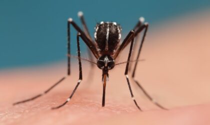 Un réseau d'experts à l'appui des institutions en charge du risque sanitaire lié au moustique tigre