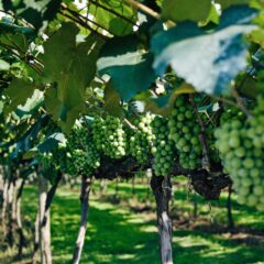 Master Franco-Allemand Viticulture & Œnologie FAVO