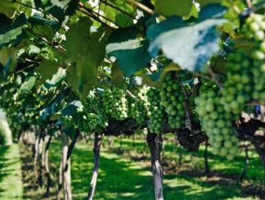 Master Franco-Allemand Viticulture & Œnologie FAVO