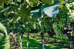 Un Double Master Franco-Allemand en Viticulture & Œnologie