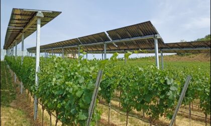 Des panneaux photovoltaïques au service des vignobles : une réponse aux défis climatiques
