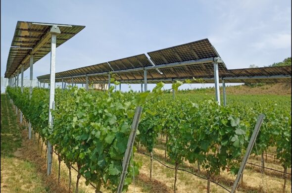 Des panneaux photovoltaïques au service des vignobles : une réponse aux défis climatiques