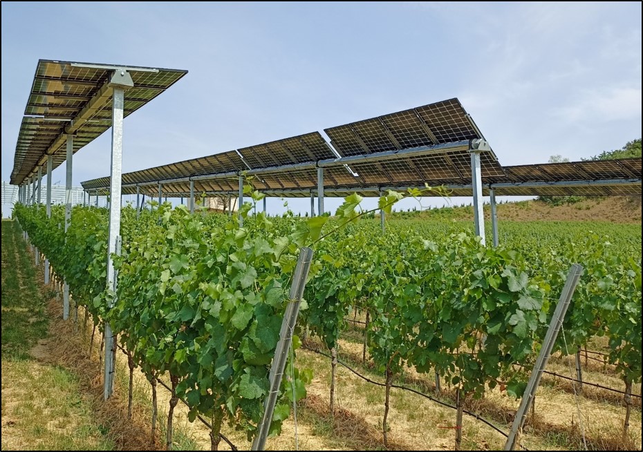 Des panneaux photovoltaïques au service des vignobles : une réponse aux défis climatiques
