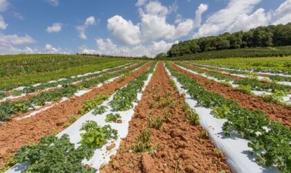 Limiter la pollution plastique pour préserver les sols et l’agriculture du Rhin supérieur