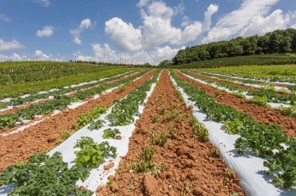 Limiter la pollution plastique pour préserver les sols et l’agriculture du Rhin supérieur