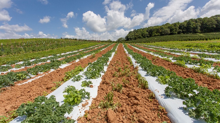 Limiter la pollution plastique pour préserver les sols et l’agriculture du Rhin supérieur