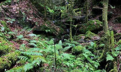Pfälzerwald–Vosges du Nord : un suivi innovant pour mieux protéger forêts, rivières et biodiversité