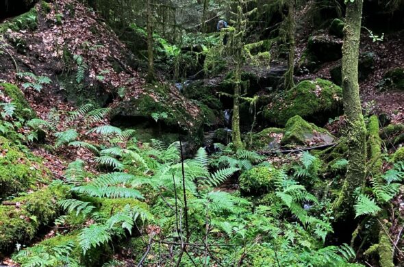 Pfälzerwald–Vosges du Nord : un suivi innovant pour mieux protéger forêts, rivières et biodiversité