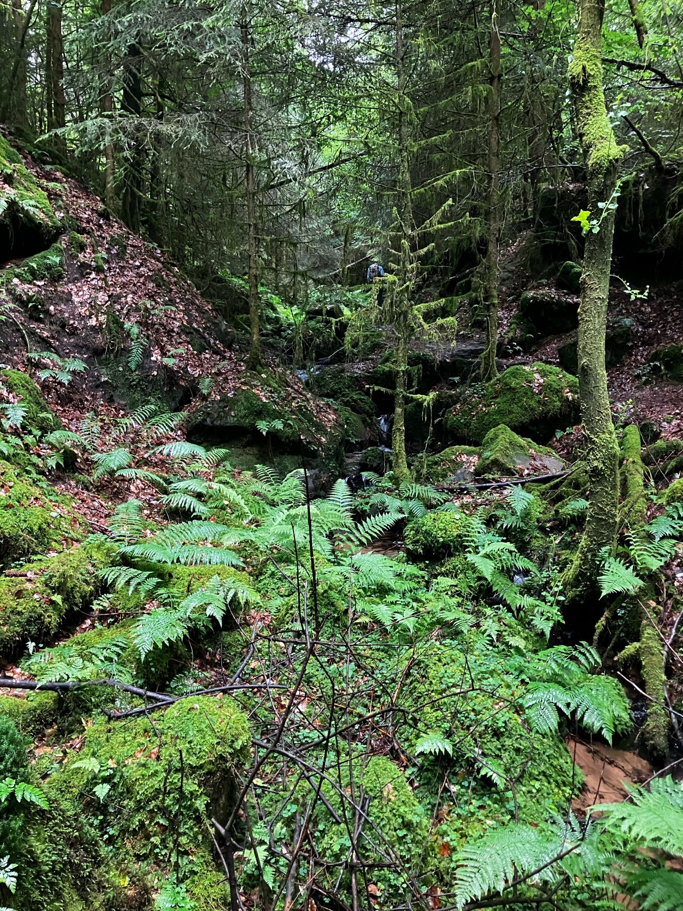 Pfälzerwald–Vosges du Nord : un suivi innovant pour mieux protéger forêts, rivières et biodiversité