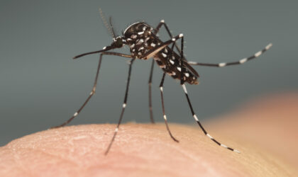 Mobiliser les citoyens contre la prolifération des moustiques invasifs