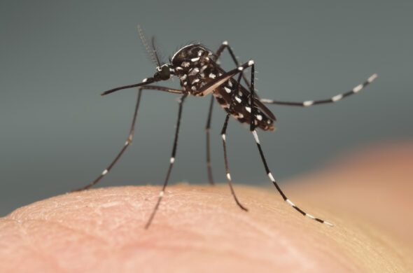 Mobiliser les citoyens contre la prolifération des moustiques invasifs