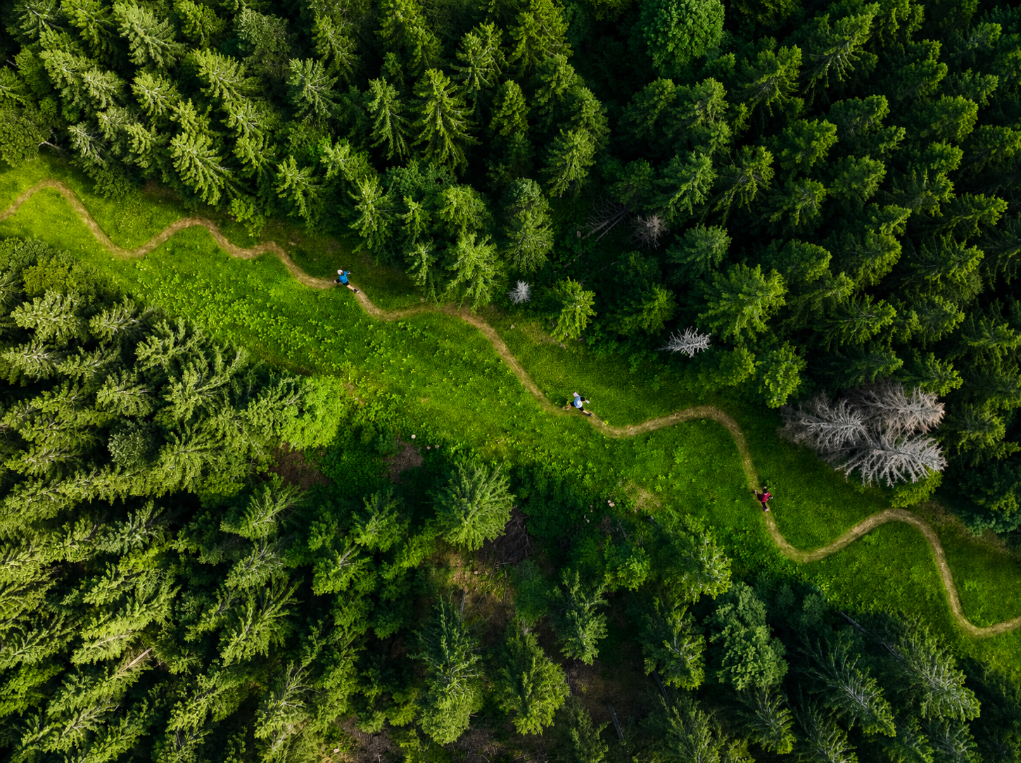 Un réseau transfrontalier pour le trail et la course en montagne dans le Rhin supérieur