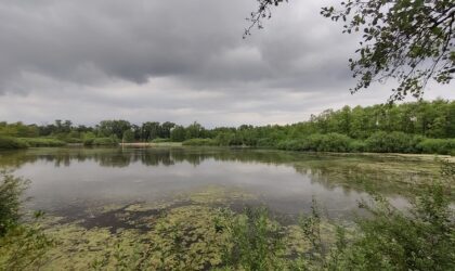 Observer, restaurer, partager : Science et action au service des zones humides du Rhin supérieur