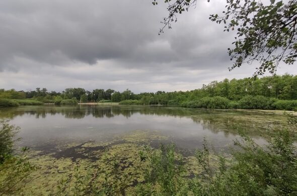 Observer, restaurer, partager : Science et action au service des zones humides du Rhin supérieur